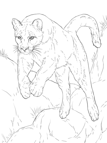 Leaping Cougar Coloring Page